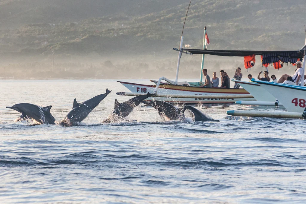 Experience the enchantment of Lovina Dolphin Beach, where the gentle waves of Bali Beach embrace unforgettable encounters with playful dolphins.